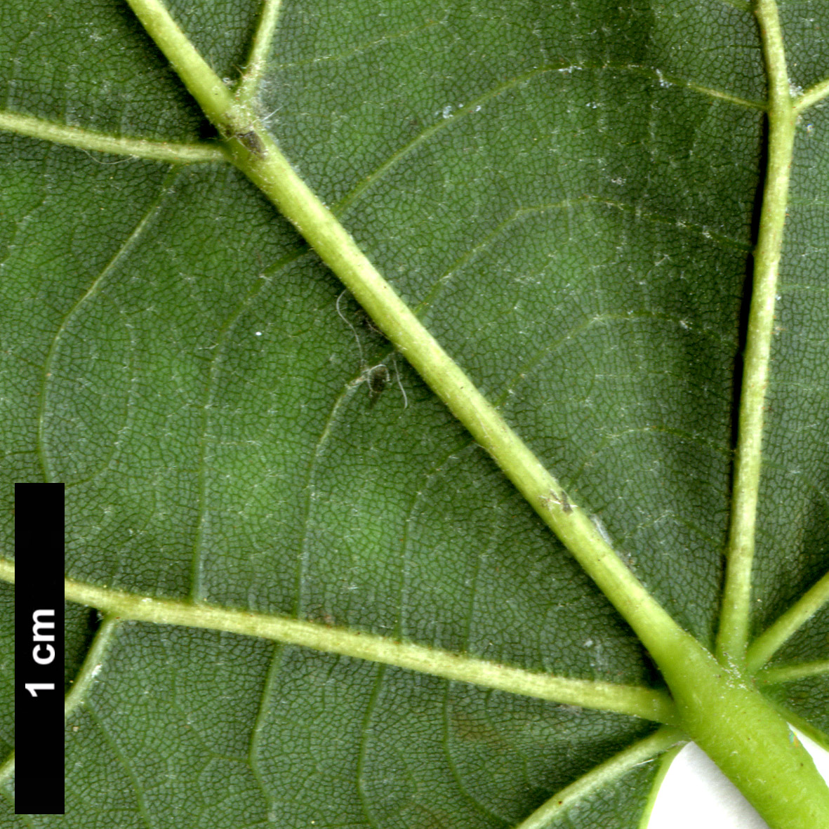 High resolution image: Family: Malvaceae - Genus: Tilia - Taxon: platyphyllos × T.tomentosa ‘Orbicularis’